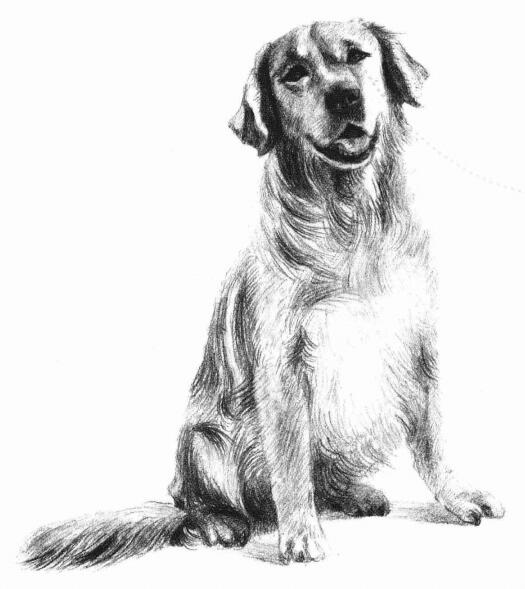 金毛犬的素描画法