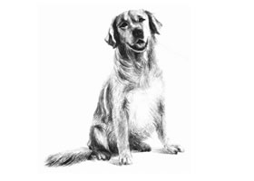 金毛犬的素描画法