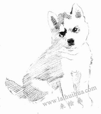 哈士奇的素描画法步骤04