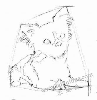 吉娃娃犬素描画法步骤02
