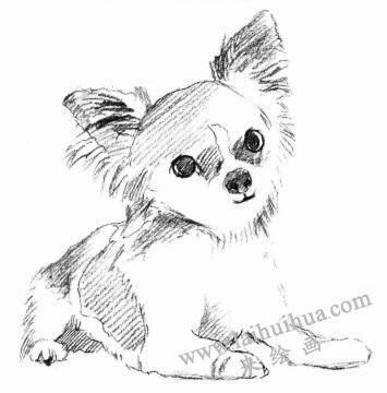 吉娃娃犬素描画法步骤03