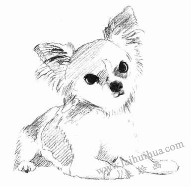 吉娃娃犬素描画法步骤04