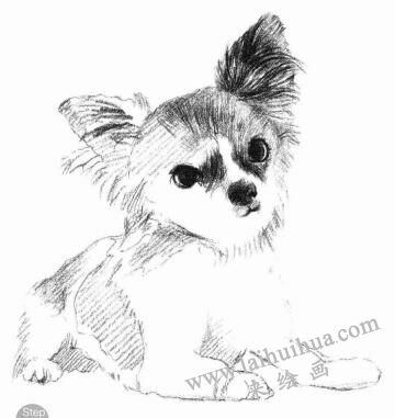 吉娃娃犬素描画法步骤05