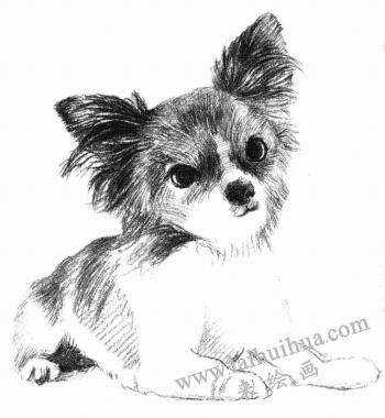 吉娃娃犬素描画法步骤06