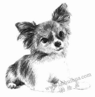 吉娃娃犬素描画法步骤07