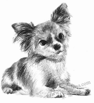 吉娃娃犬素描画法步骤08