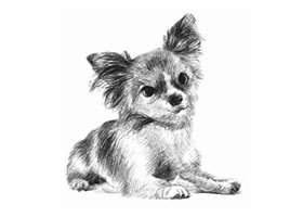 吉娃娃犬素描画法