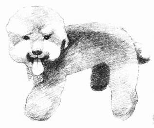 泰迪狗的素描画法步骤04