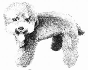泰迪狗的素描画法步骤05
