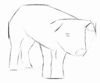 猪的素描画法步骤01