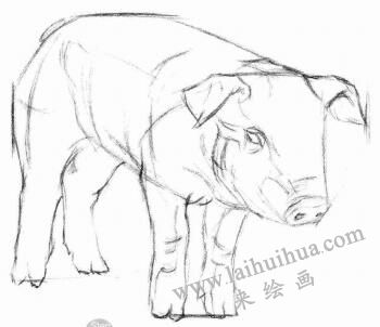 猪的素描画法步骤02