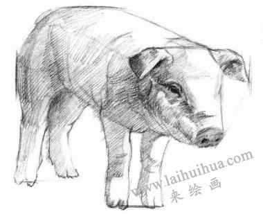 猪的素描画法步骤03