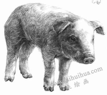 猪的素描画法步骤06