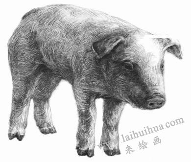猪的素描画法步骤08