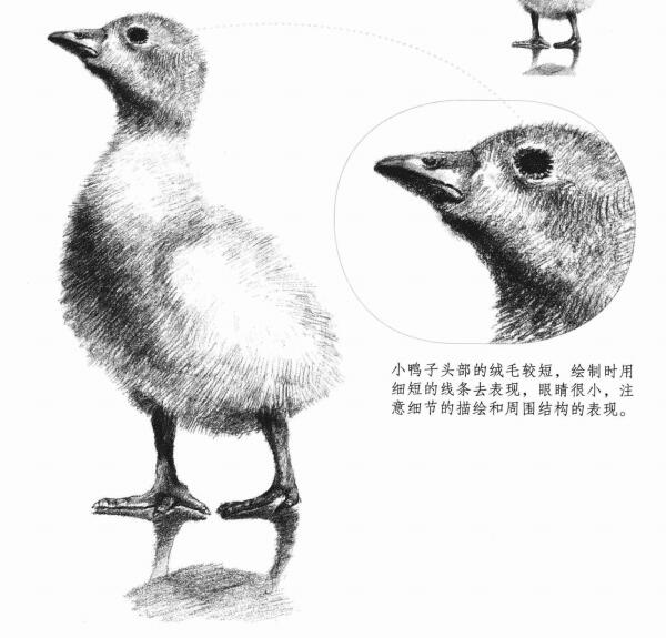 鸭子的素描画法