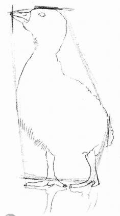 鸭子的素描画法步骤02