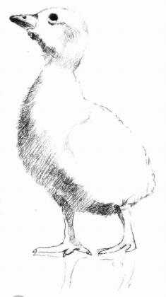 鸭子的素描画法步骤04