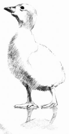 鸭子的素描画法步骤05