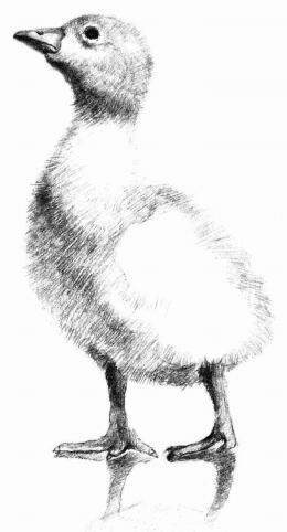 鸭子的素描画法步骤06