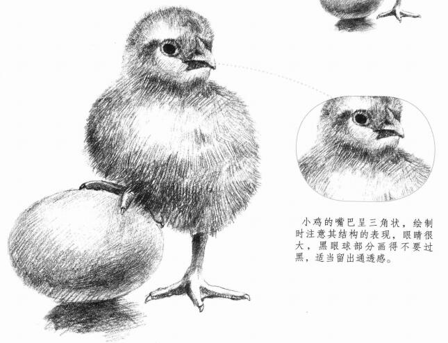 小鸡的素描画法