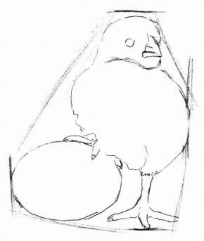 小鸡的素描画法步骤02