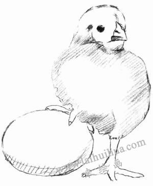 小鸡的素描画法步骤03
