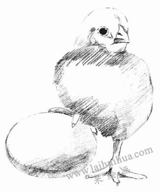 小鸡的素描画法步骤04