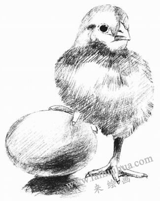 小鸡的素描画法步骤05