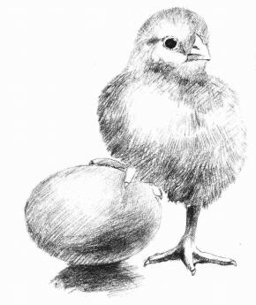 小鸡的素描画法步骤06