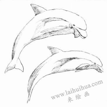 海豚的素描画法步骤03