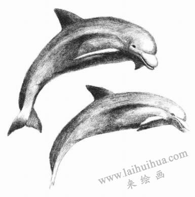 海豚的素描画法步骤07