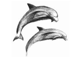 海豚的素描画法