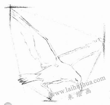 海鸥的素描画法步骤02