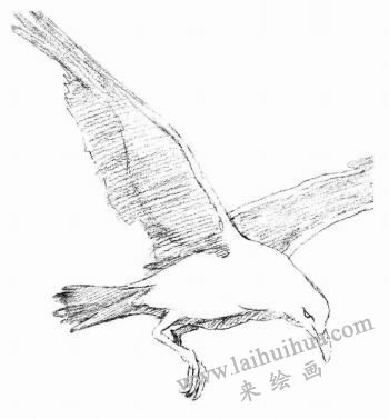 海鸥的素描画法步骤03