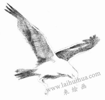 海鸥的素描画法步骤04