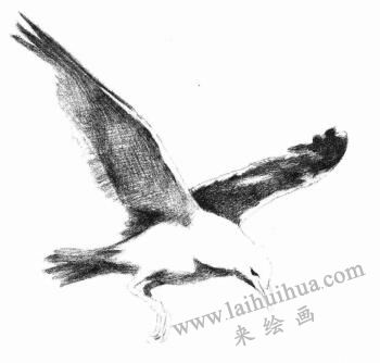 海鸥的素描画法步骤05
