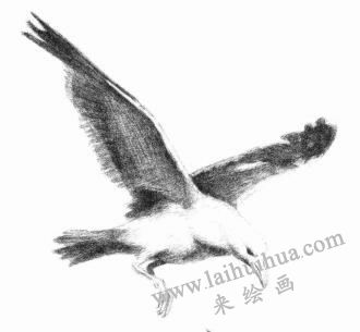 海鸥的素描画法步骤06
