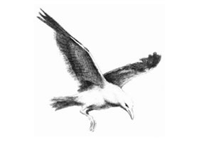 翱翔的海鸥素描画法