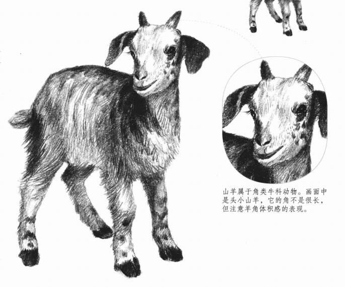 山羊的素描画法
