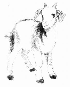山羊的素描画法步骤04
