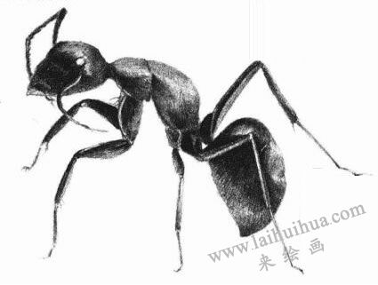 蚂蚁的素描画法步骤07