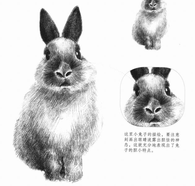 兔子的素描画法