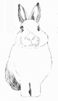 兔子的素描画法步骤03