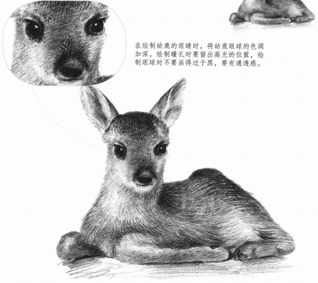 幼鹿的素描画法