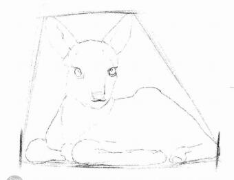 幼鹿的素描画法步骤02