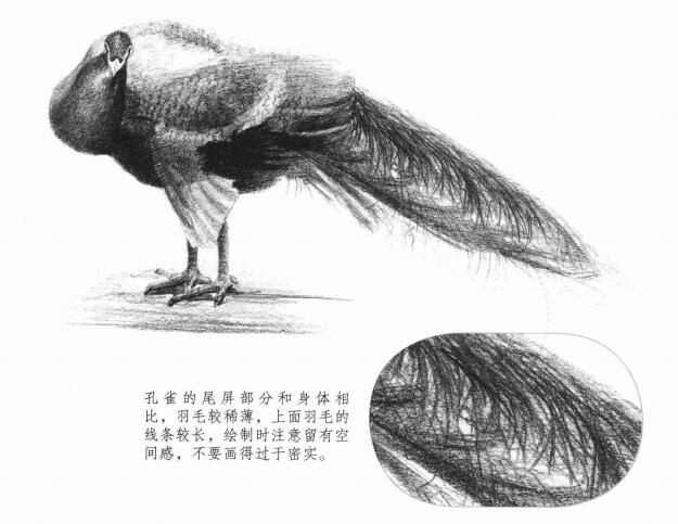 孔雀的素描画法