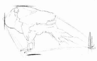 孔雀的素描画法步骤02