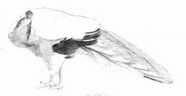孔雀的素描画法步骤04