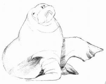 海象的素描画法步骤03
