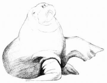 海象的素描画法步骤04